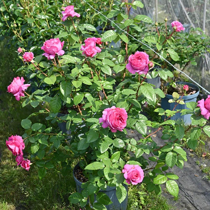 バラ苗エメトワ