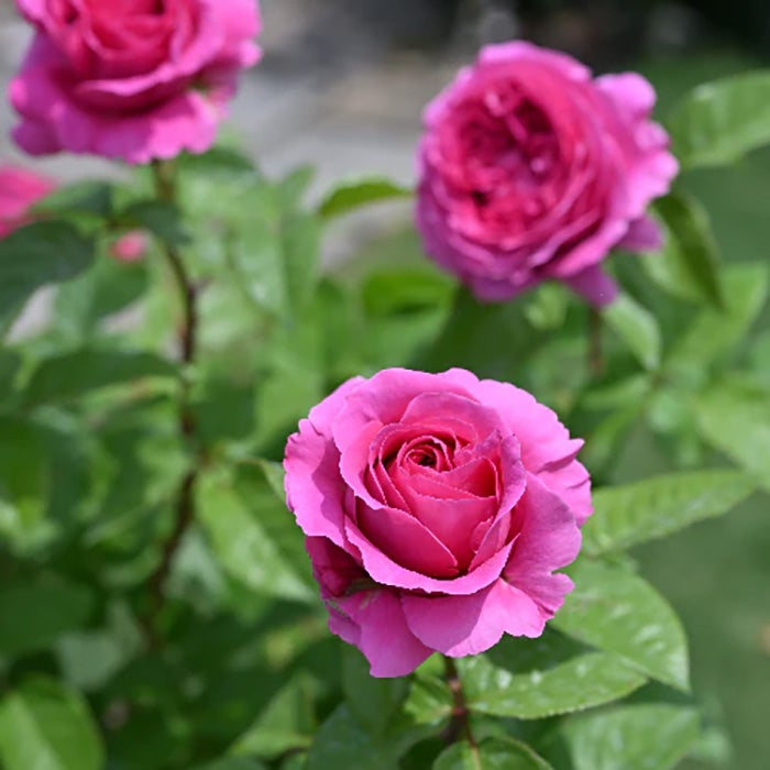 バラ苗エメトワ