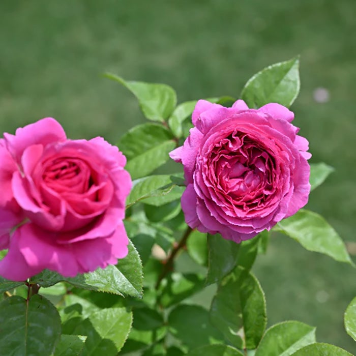 バラ苗エメトワ