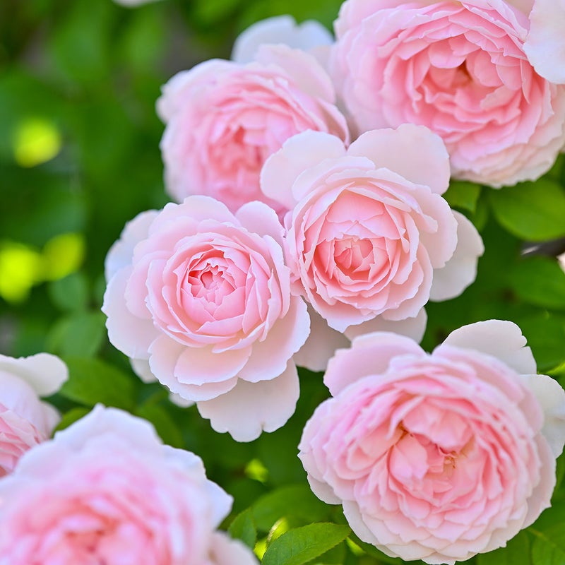 バラ苗ベルドゥプロバンス