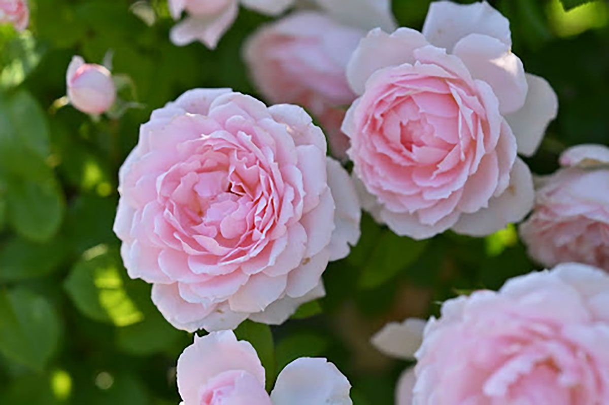 バラ苗ベルドゥプロバンス