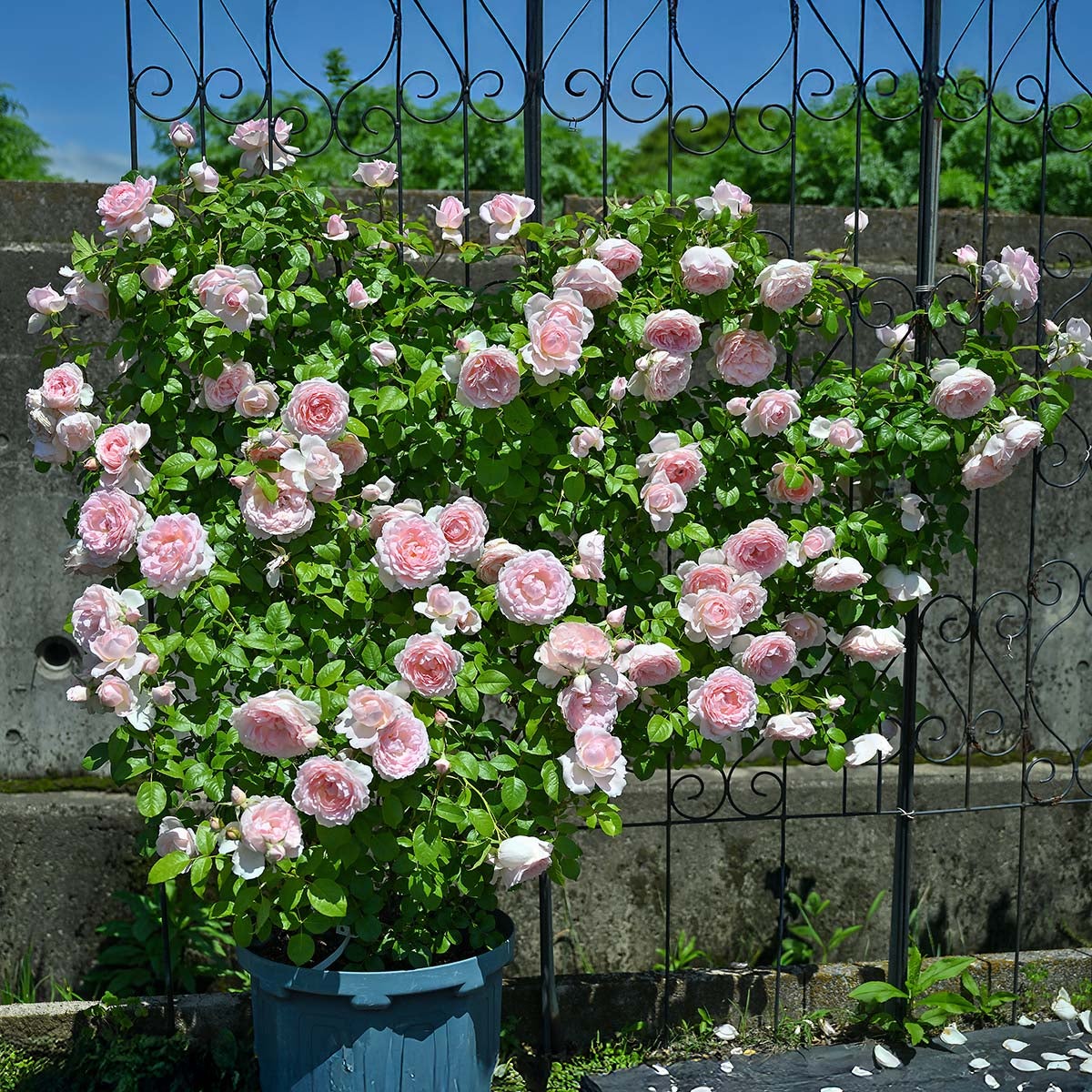 バラ苗ベルドゥプロバンス