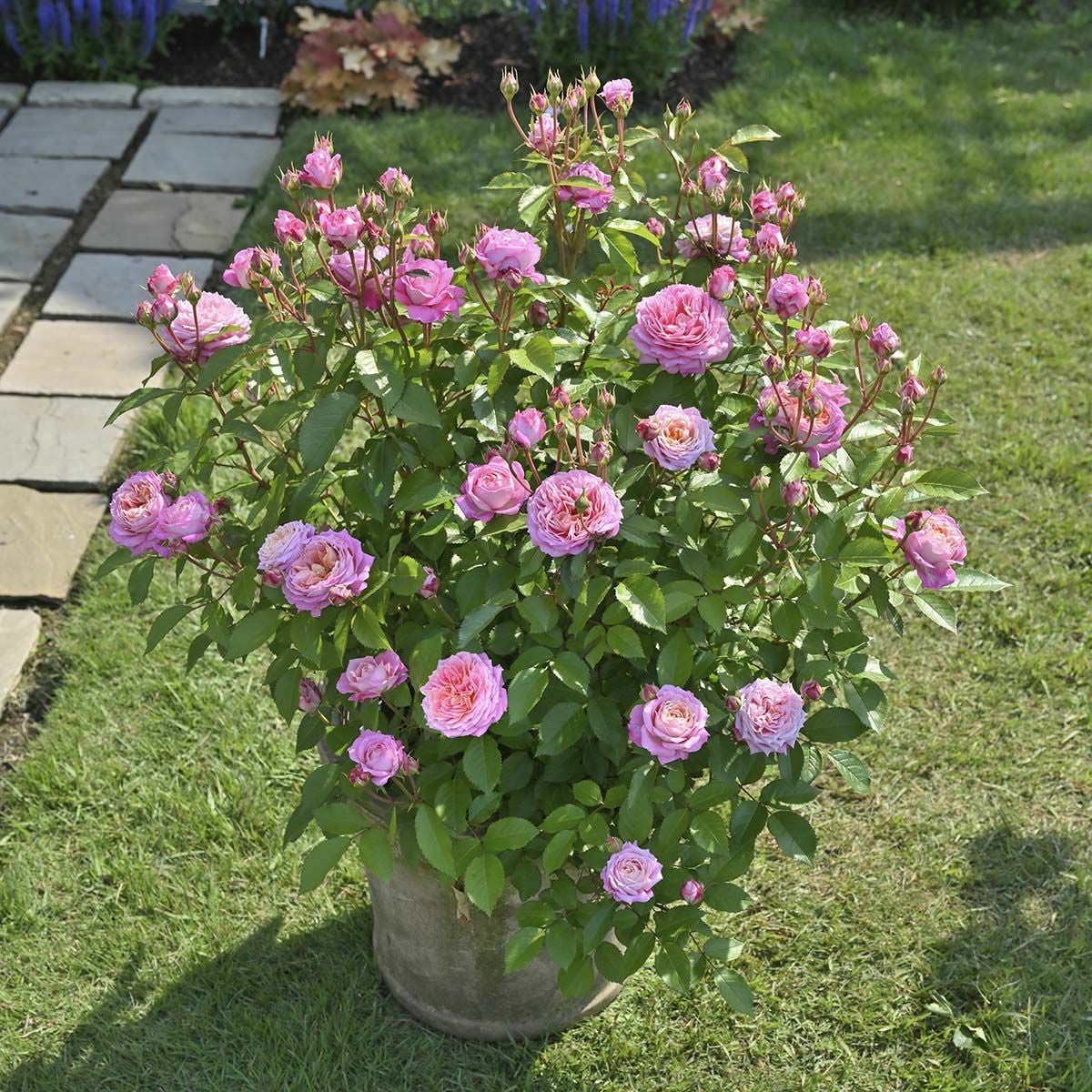 バラ苗フルレット