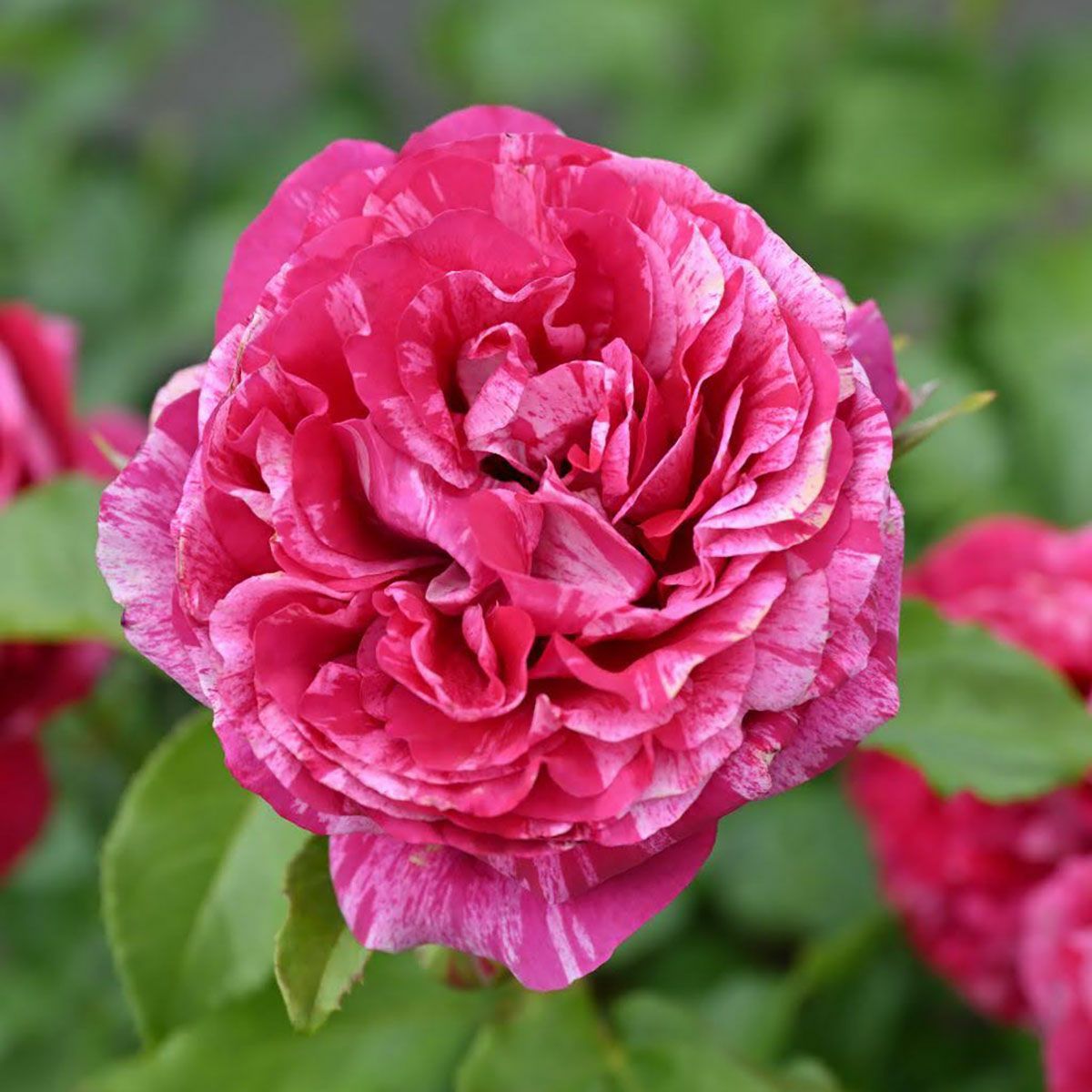 予約苗 バラ苗 【ベルトモリゾ】 (新苗) シュラブ 半つる性 四季咲き