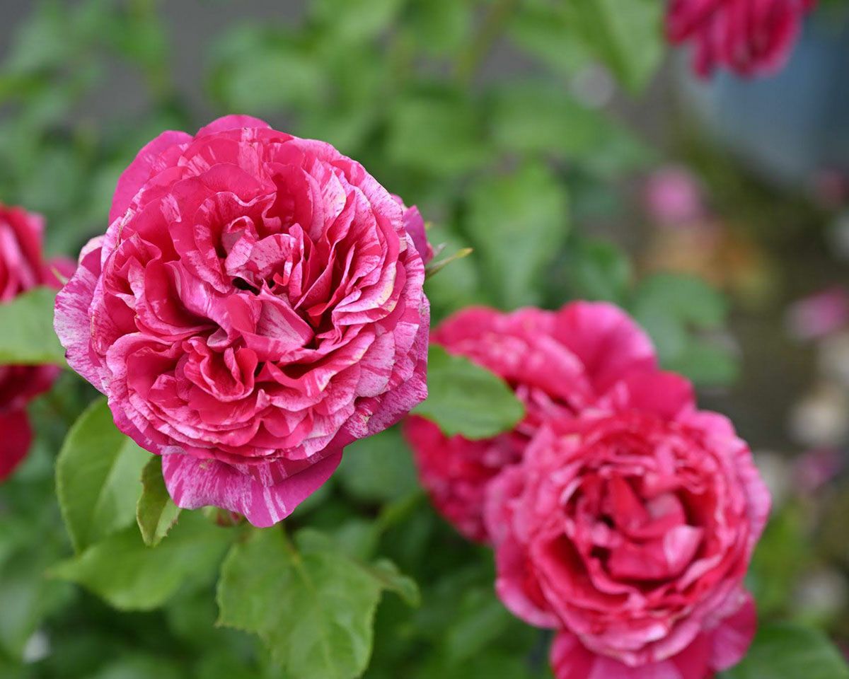 バラ苗ベルトモリゾ