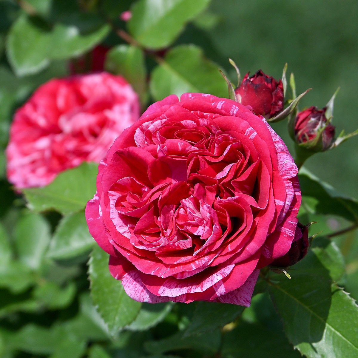 バラ苗ベルトモリゾ