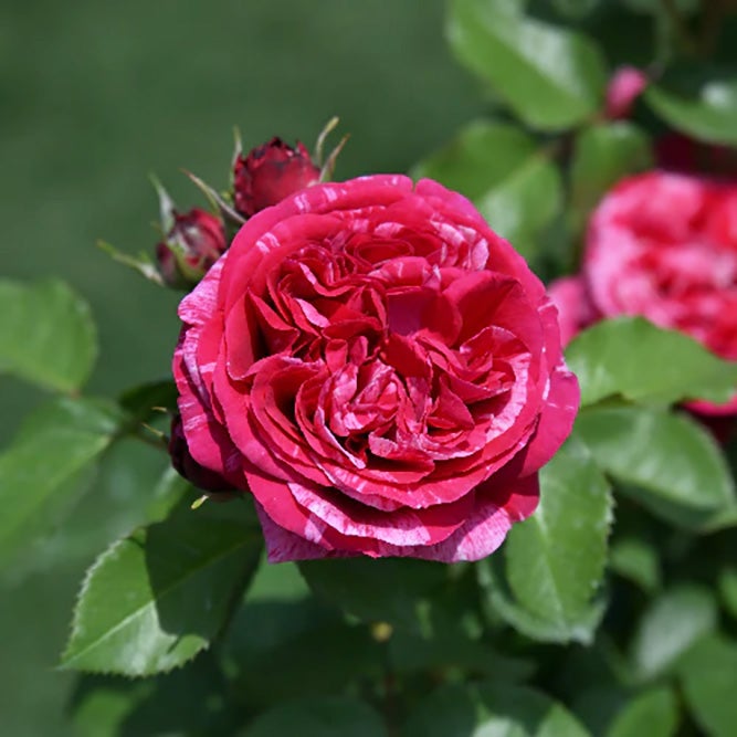 バラ苗ベルトモリゾ