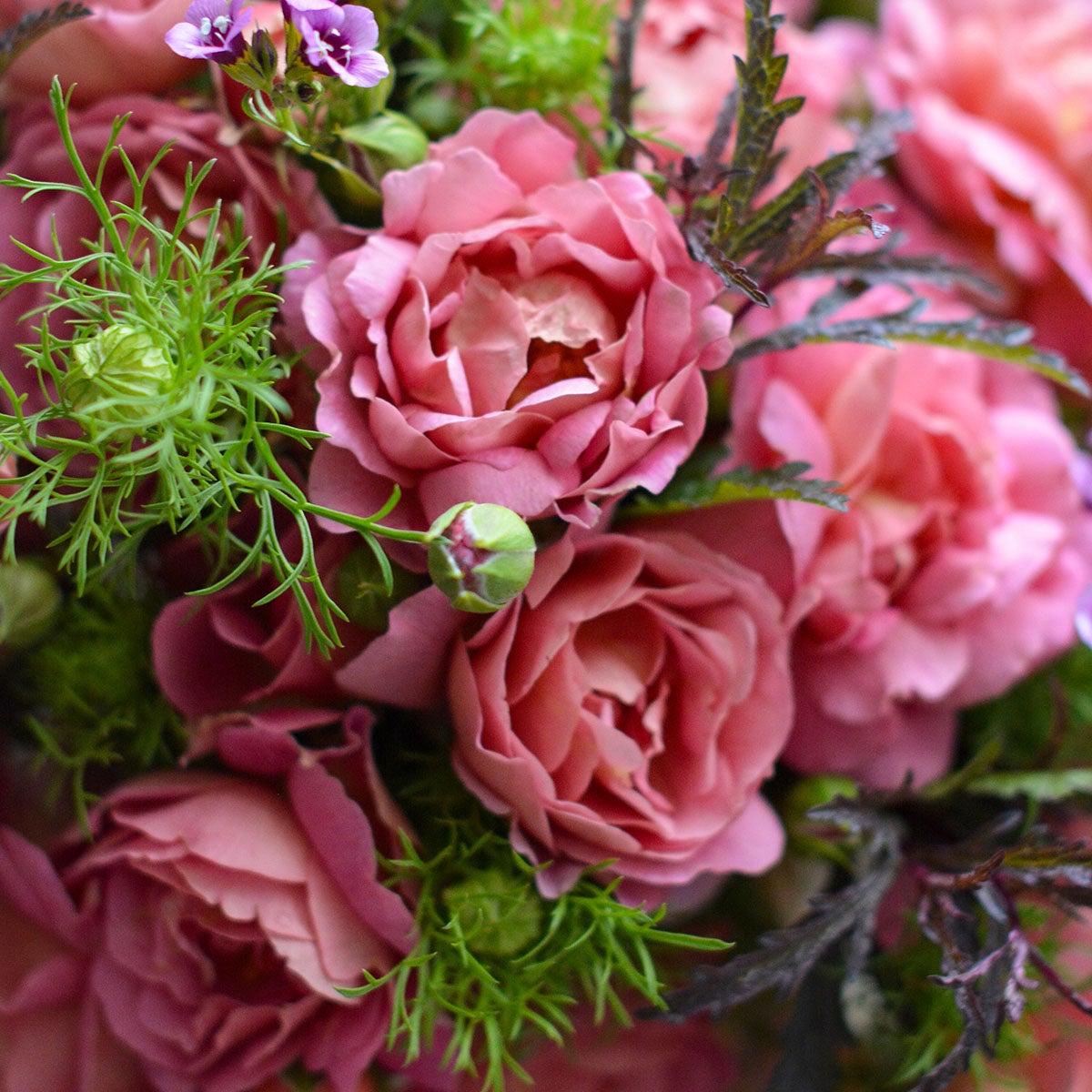 ブランドから選ぶ | THE ROSE SHOP｜バラ専門店 ザローズショップ 本店