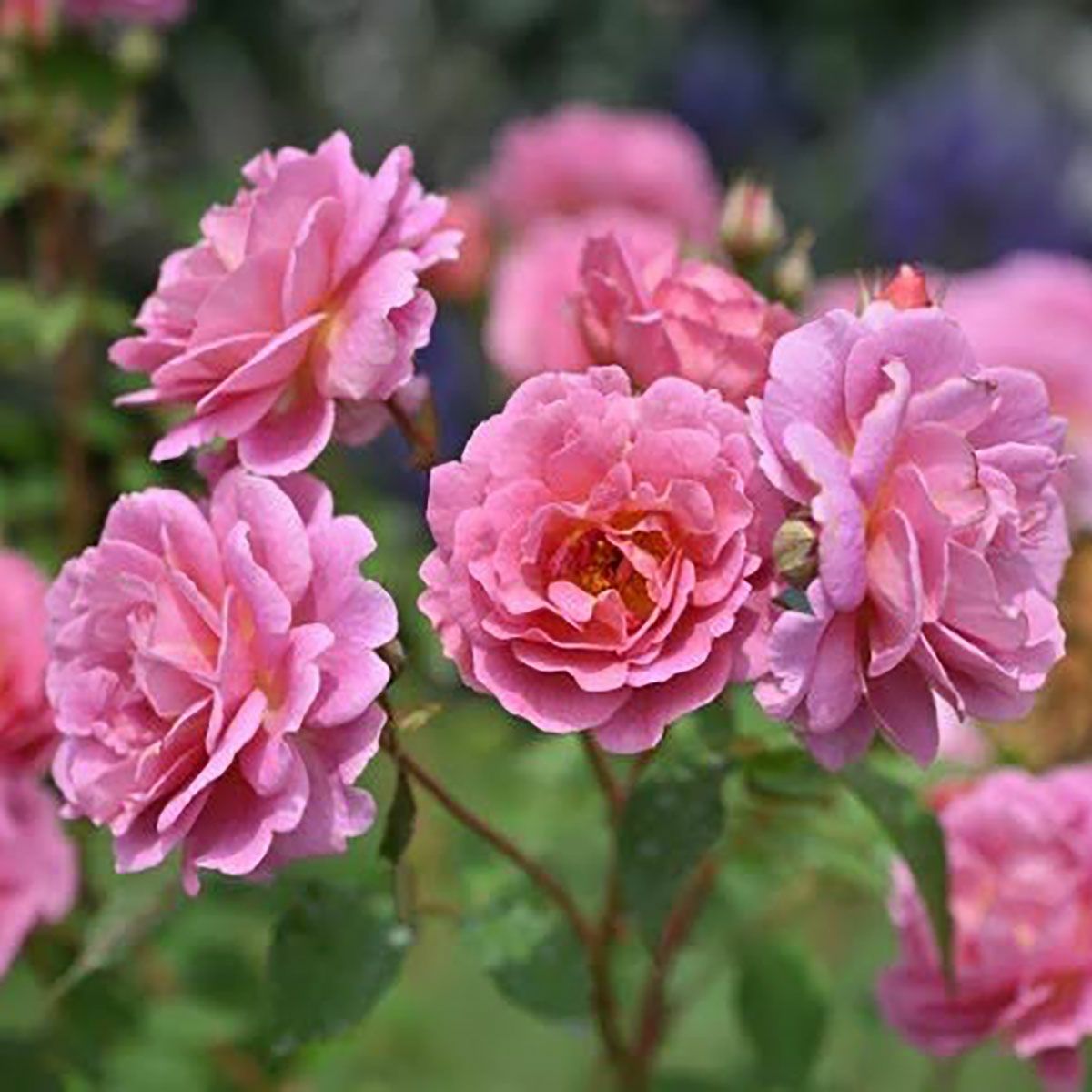 バラ苗グロッグ