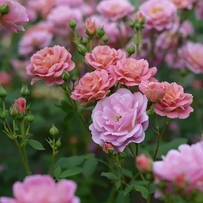 バラ苗グロッグ