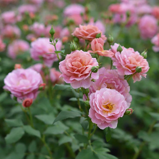 バラ苗グロッグ