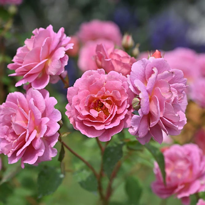 バラ苗グロッグ