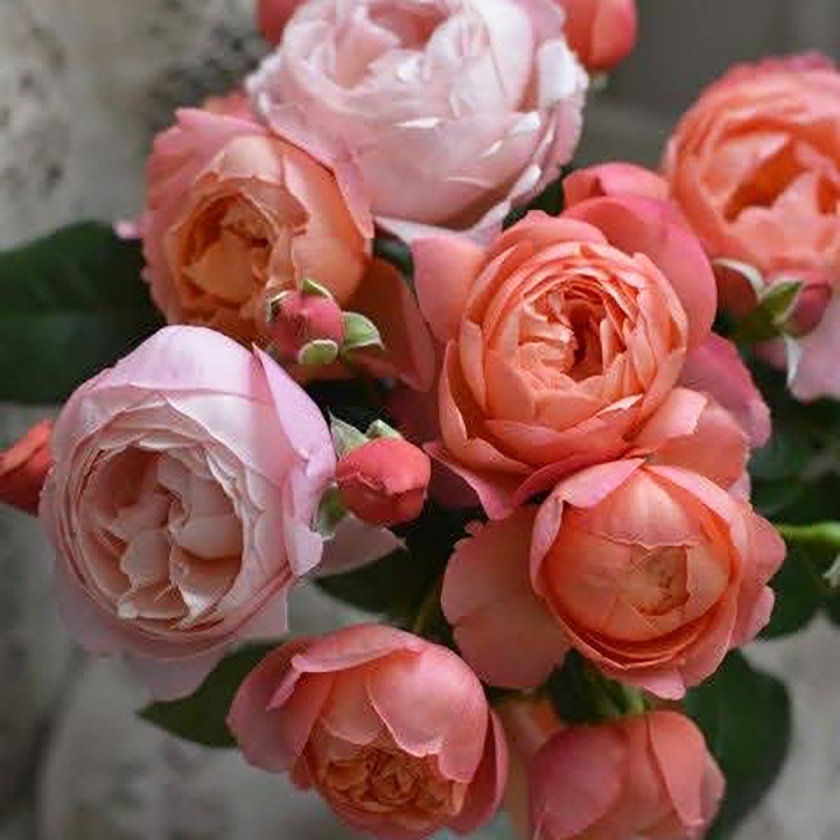 バラ苗タルトアブリコ