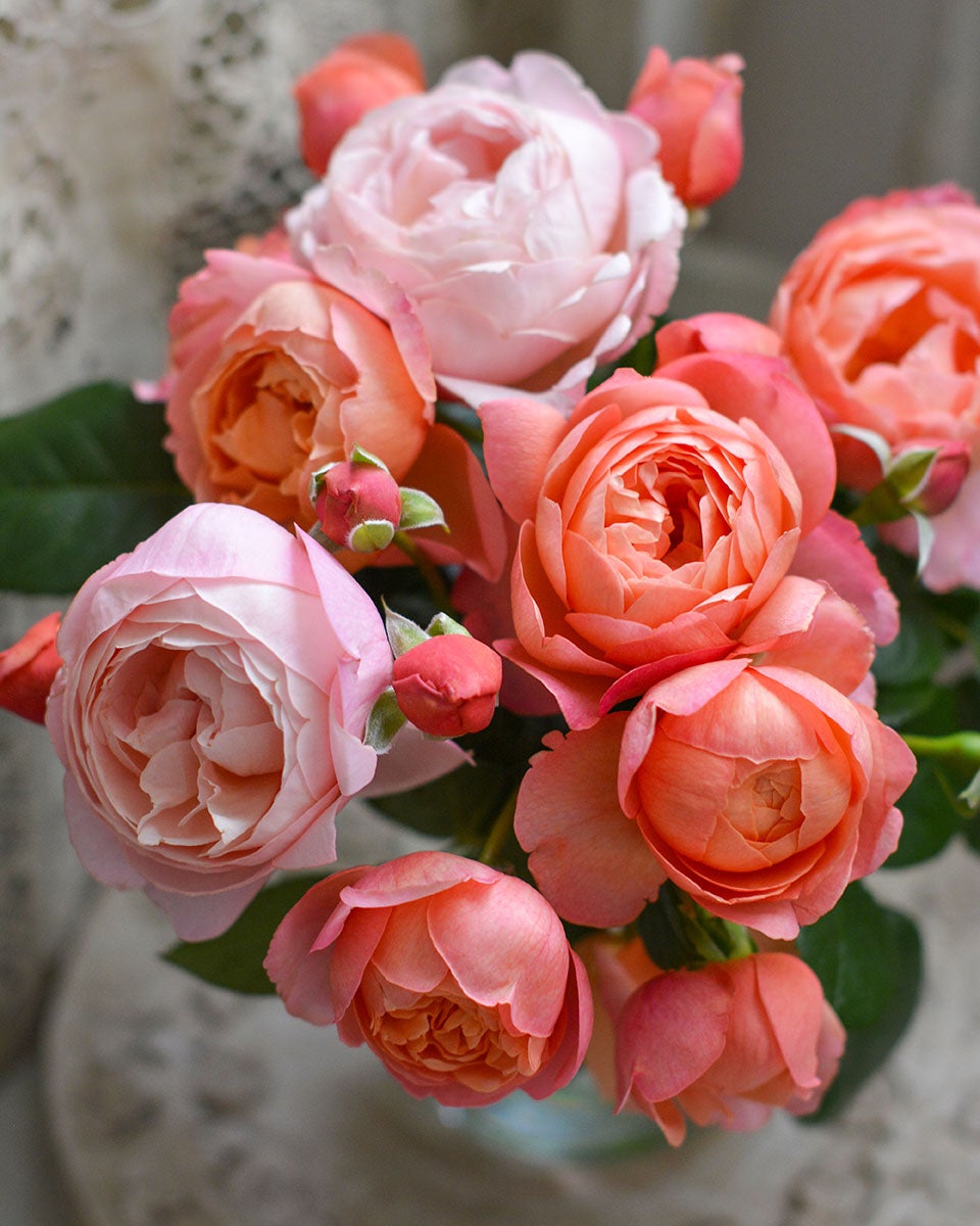 バラ苗タルトアブリコ