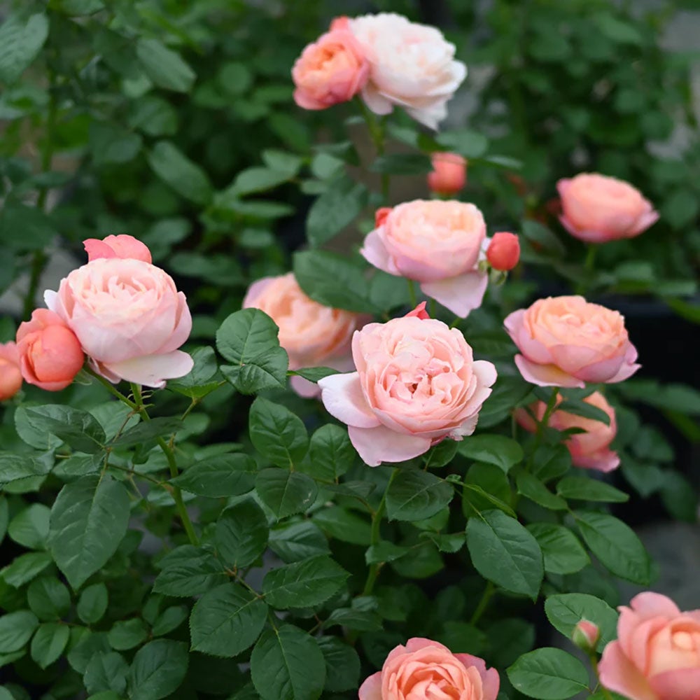 バラ苗タルトアブリコ