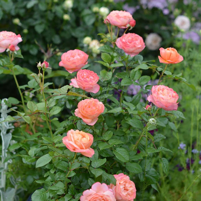 バラ苗タルトアブリコ