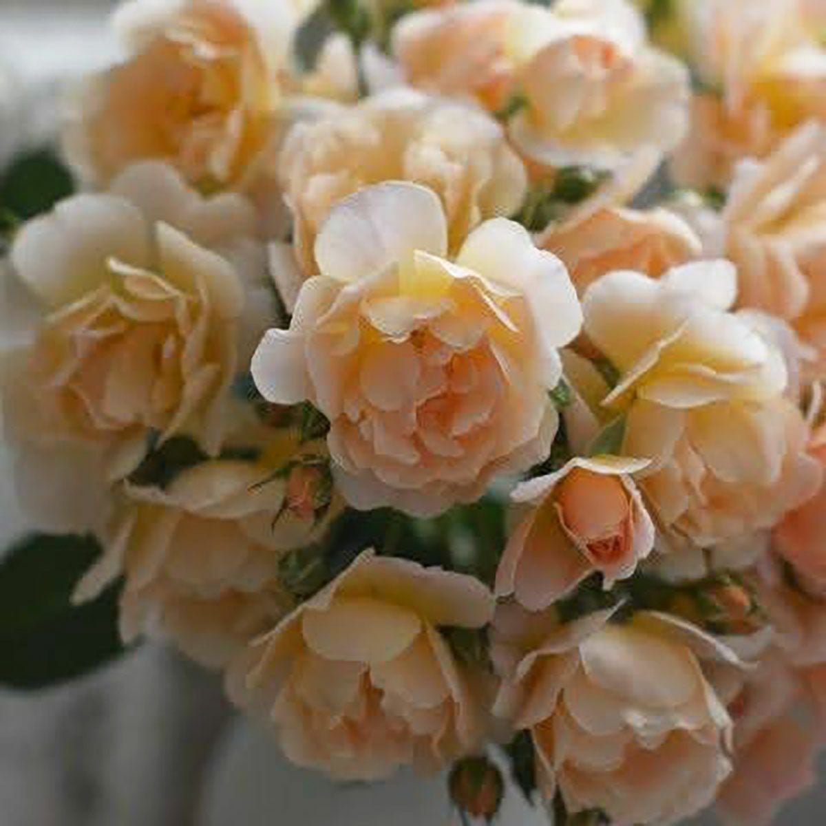 バラ苗ムニュエ