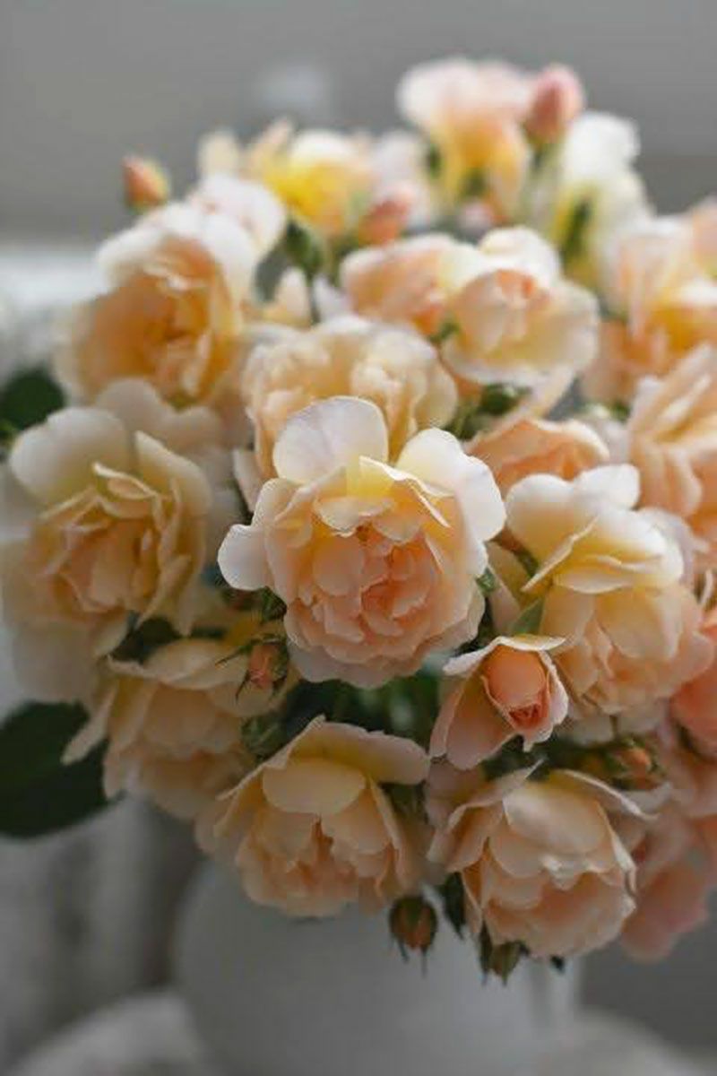 バラ苗ムニュエ