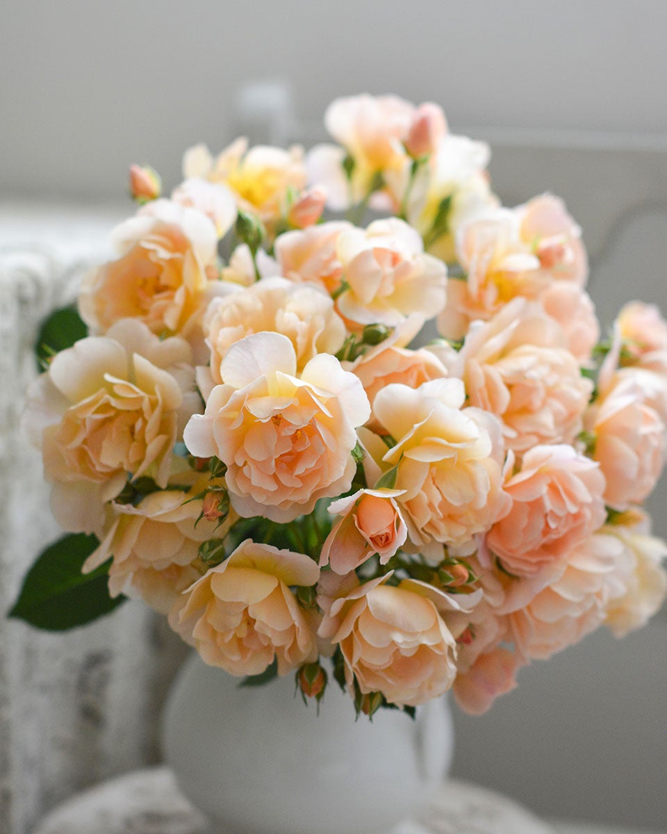 バラ苗ムニュエ