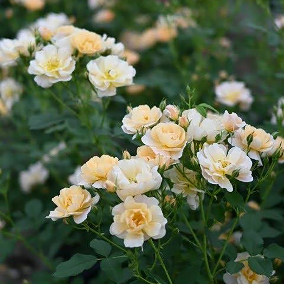 バラ苗ムニュエ