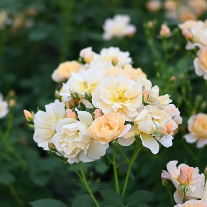 バラ苗ムニュエ