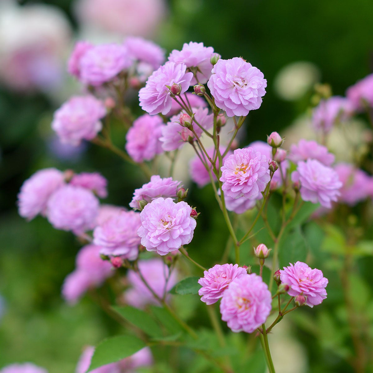 薔薇苗木調整中 バラ苗 【リュネビル】 (新苗) 四季咲き小輪 ピンク系 河本バラ園
