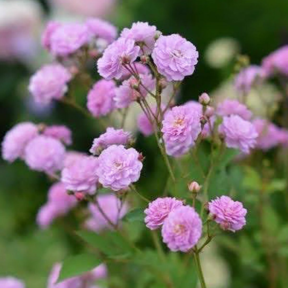 バラ苗リュネビル