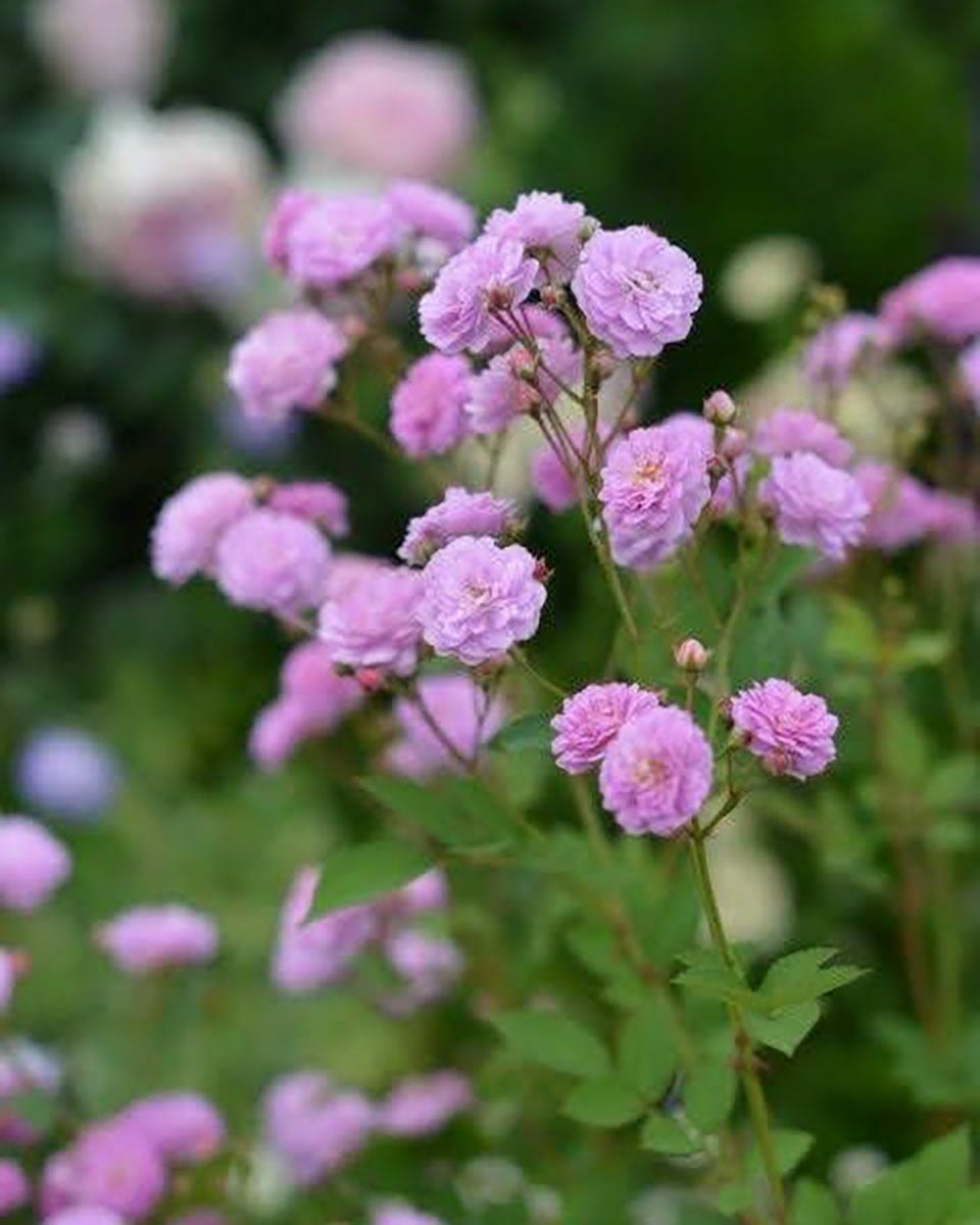 バラ苗リュネビル