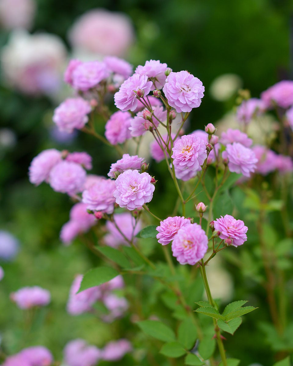 バラ苗リュネビル