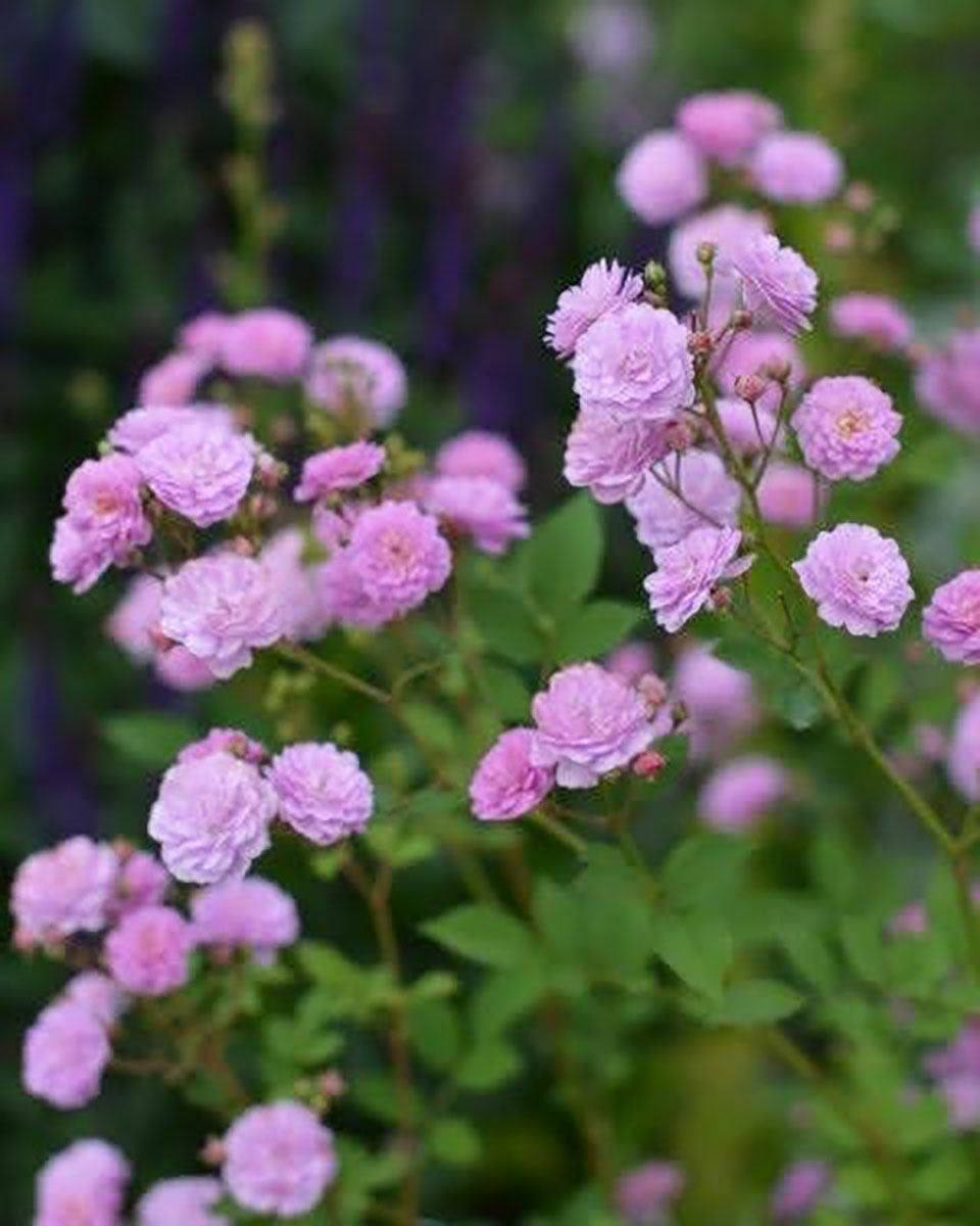 バラ苗リュネビル