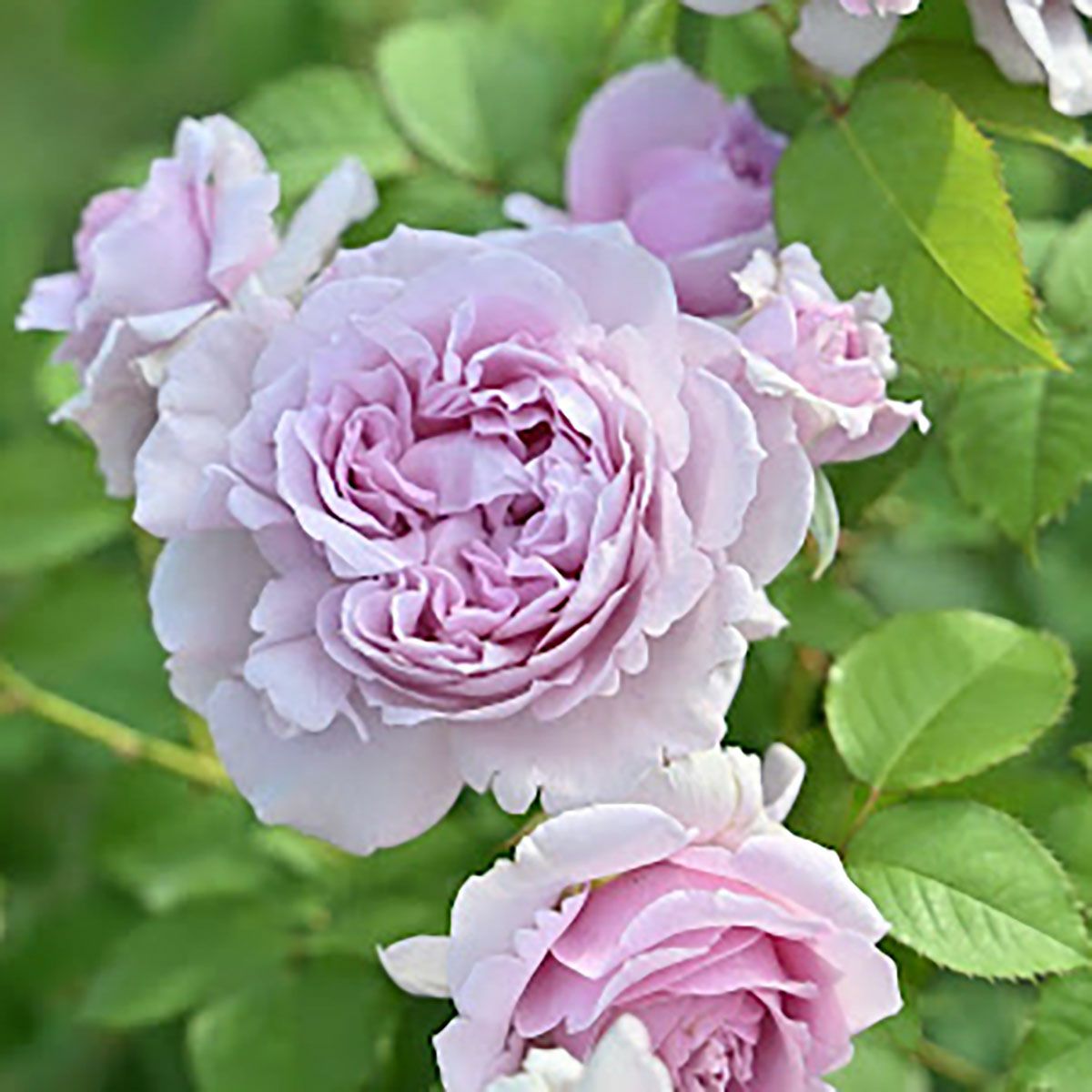 バラ苗レミエル