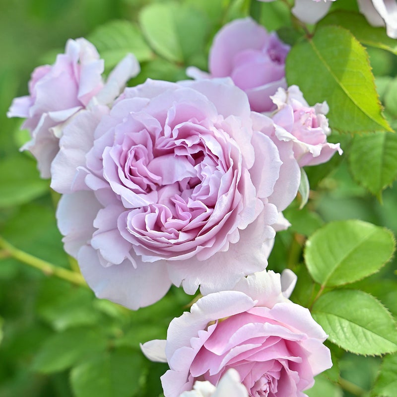 バラ苗レミエル