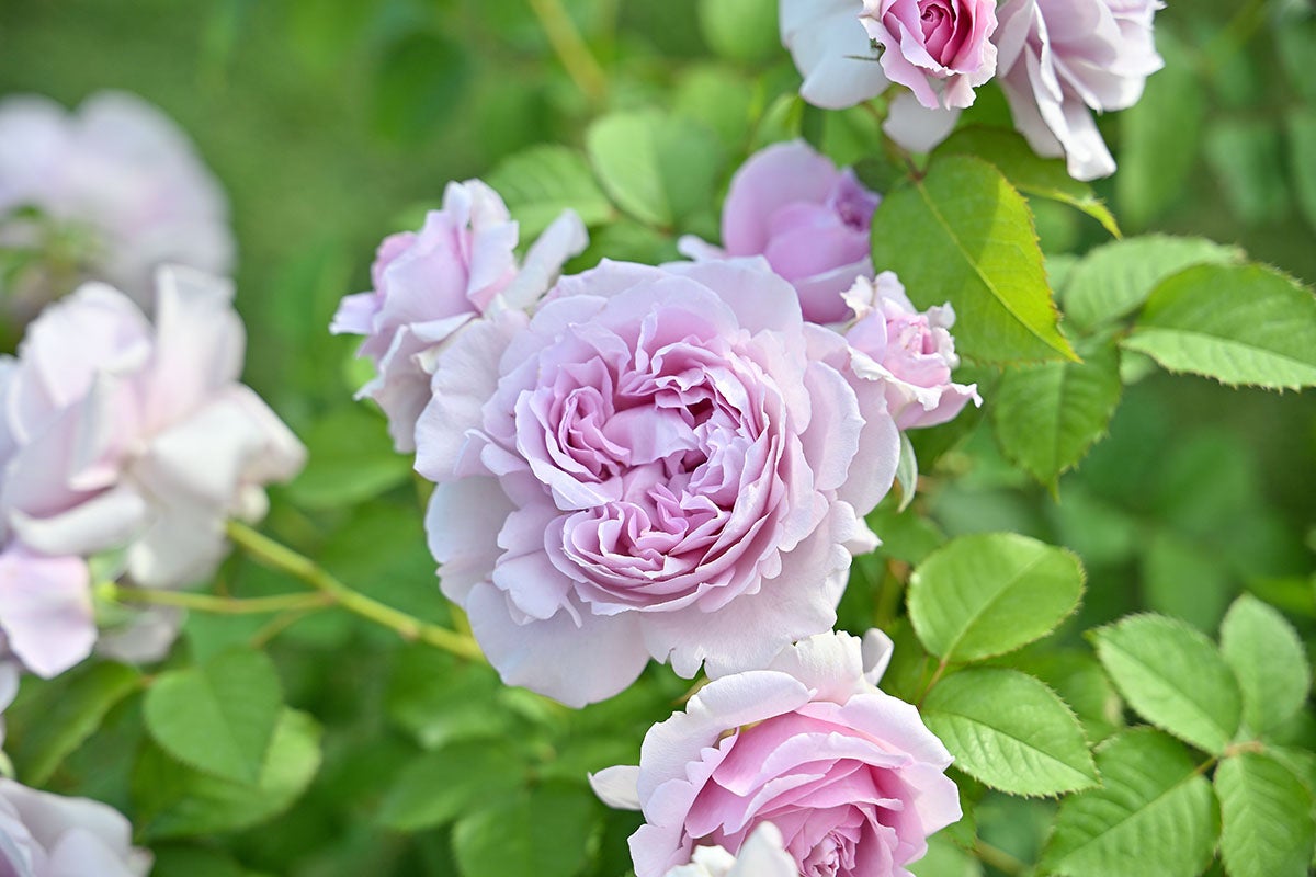 バラ苗レミエル