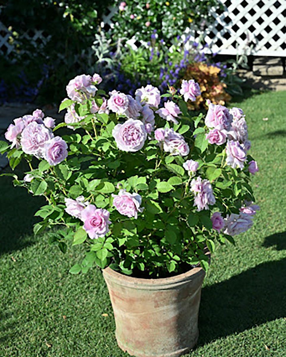 バラ苗レミエル