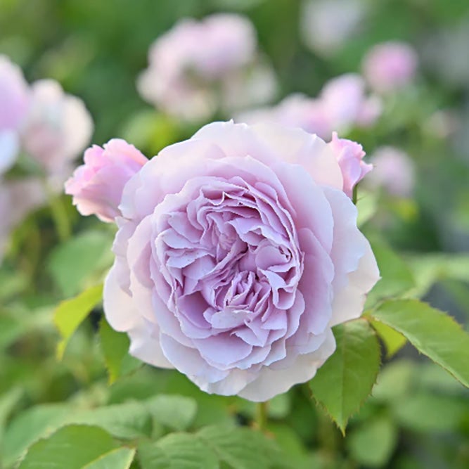 バラ苗レミエル