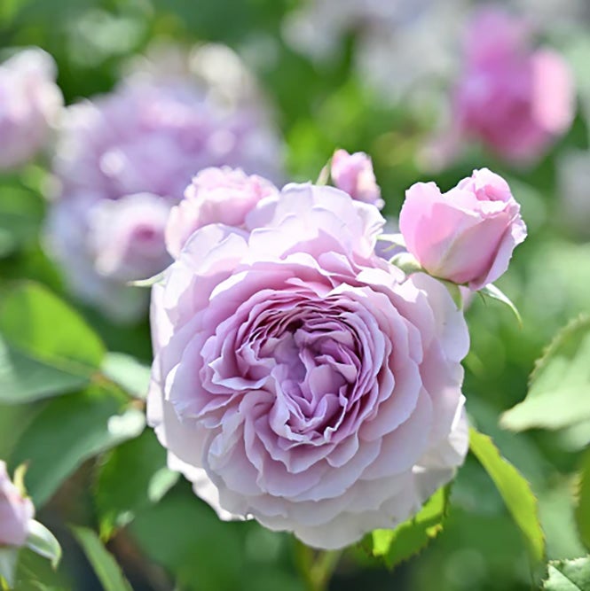 バラ苗レミエル