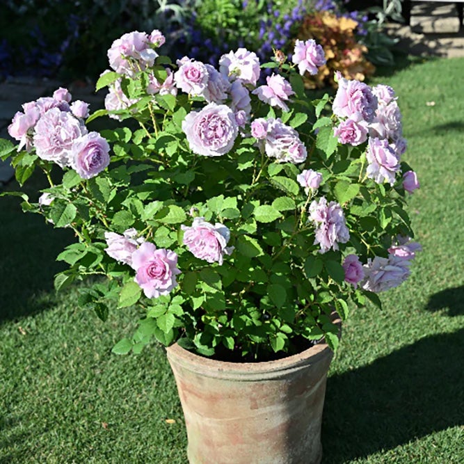 バラ苗レミエル