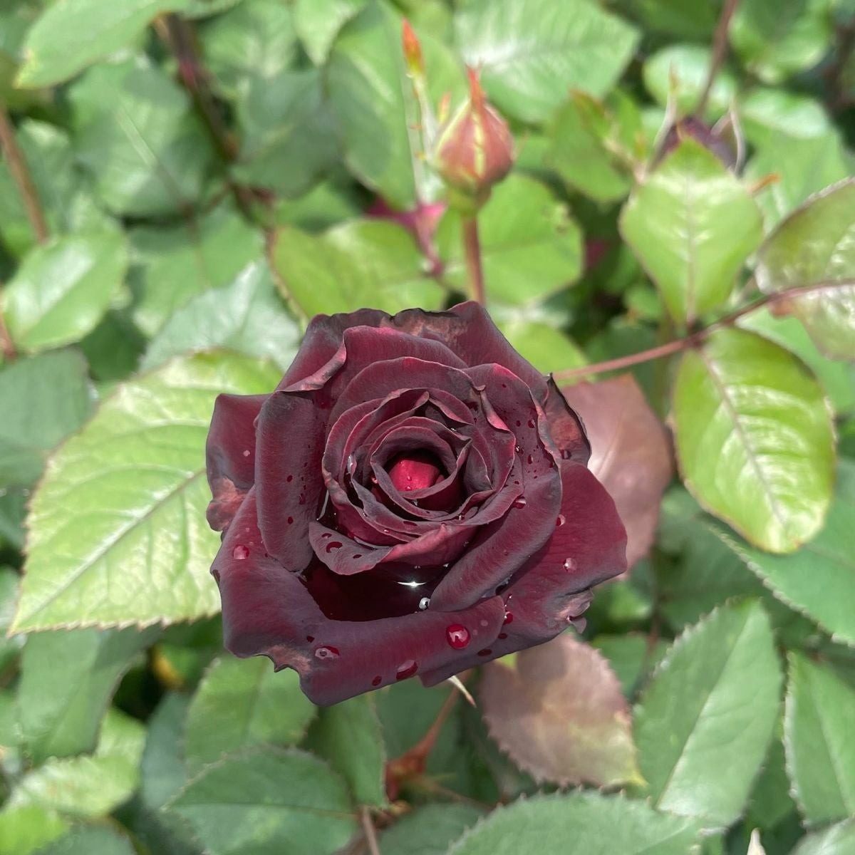 バラ苗ビターカヌレ