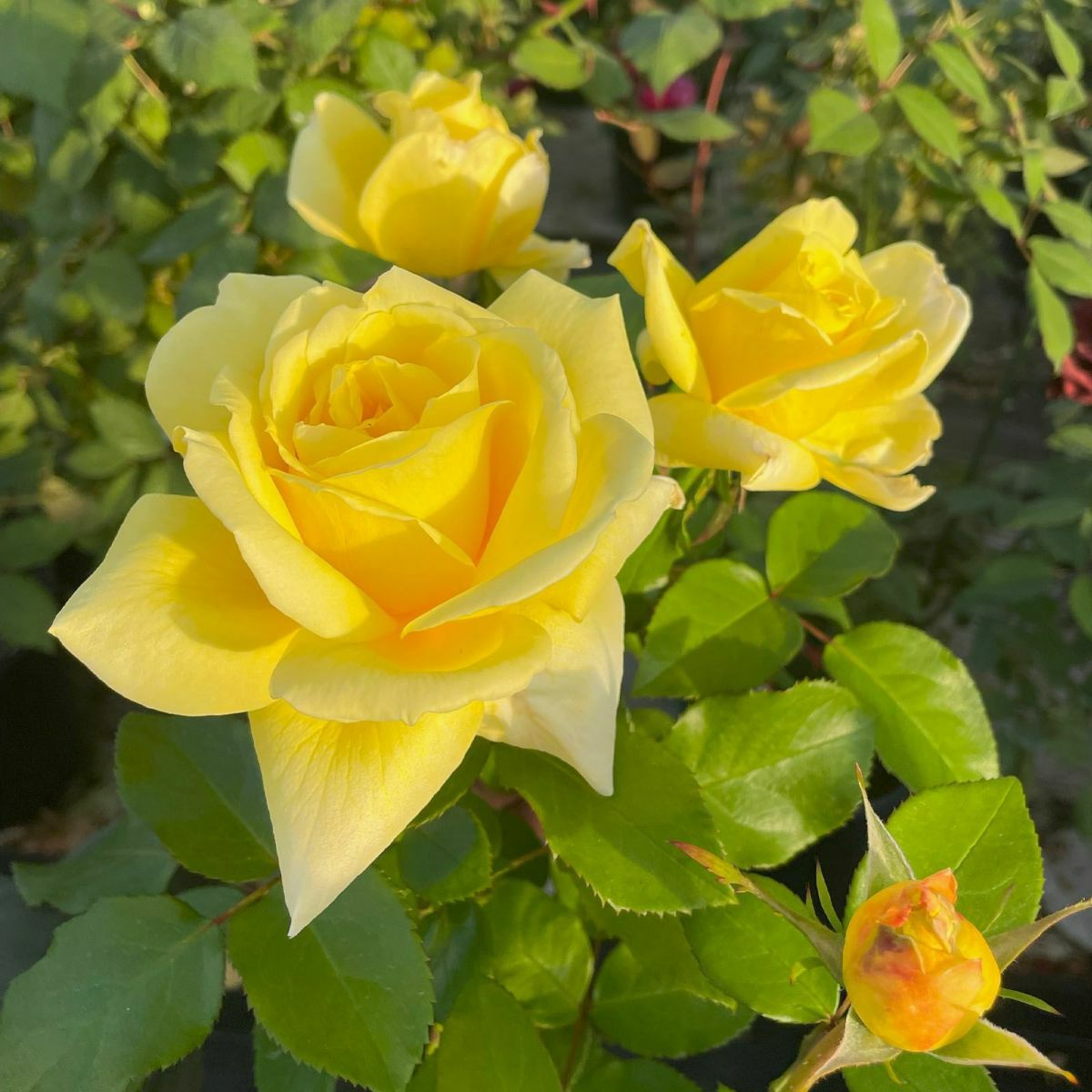 予約新苗4号鉢（F&Gローズ) | THE ROSE SHOP｜バラ専門店 ザローズ