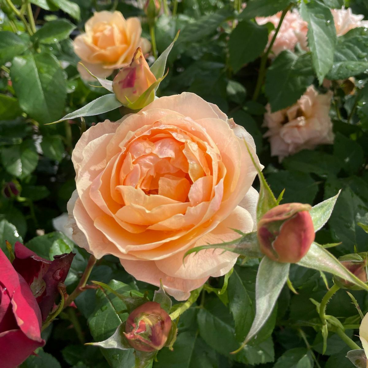 バラ苗スイートシフォン