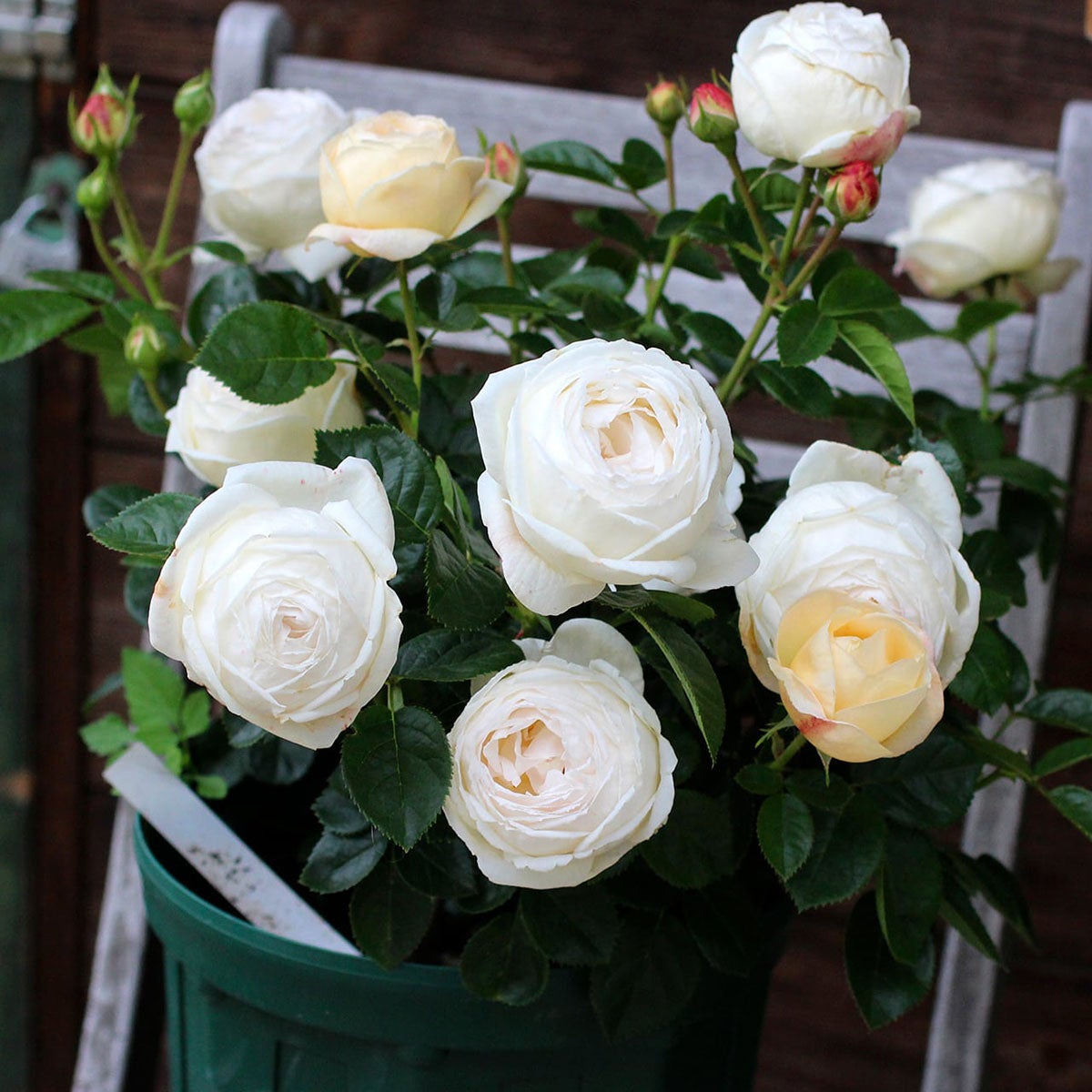 バラ苗マドレーヌフェイエ