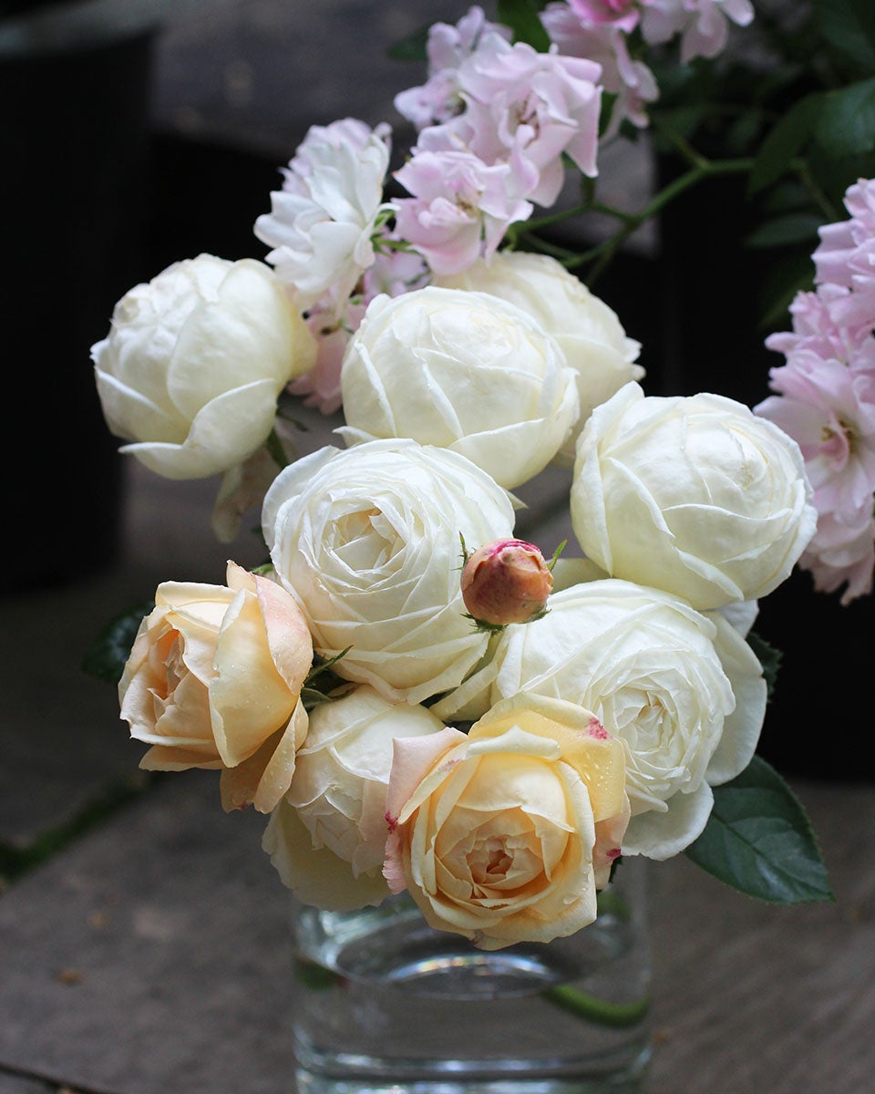 バラ苗マドレーヌフェイエ