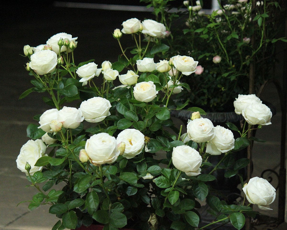 バラ苗マドレーヌフェイエ