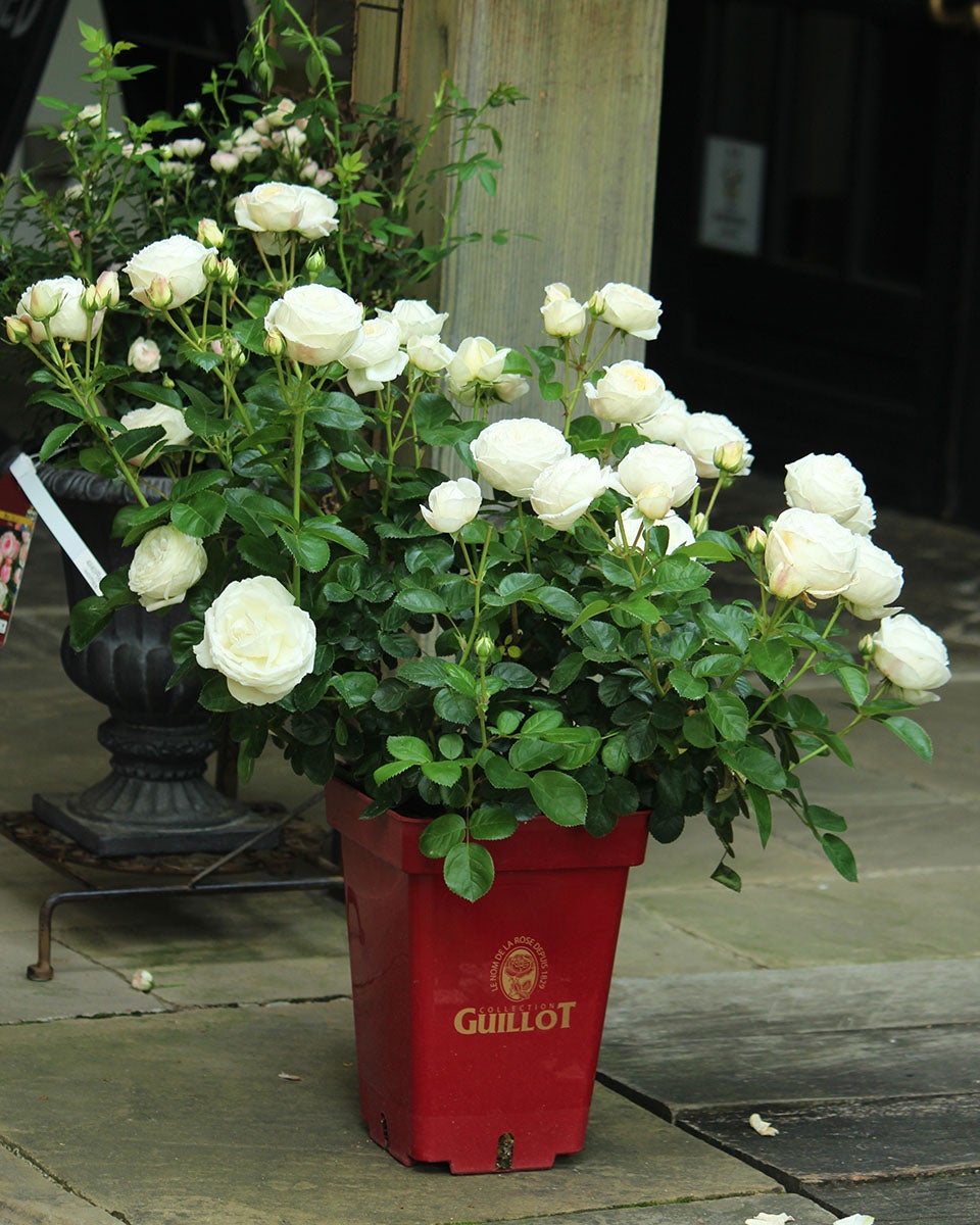 バラ苗マドレーヌフェイエ