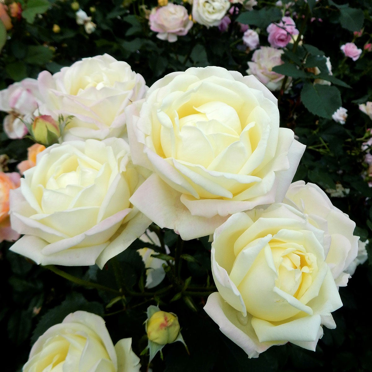 禅ローズ | THE ROSE SHOP｜バラ専門店 ザローズショップ 本店 - バラ