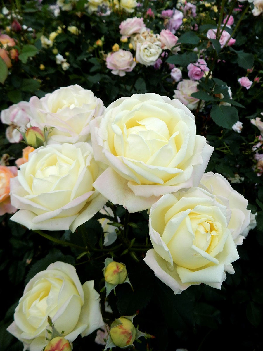 バラ苗雨ニモマケズ・クリームイエロー