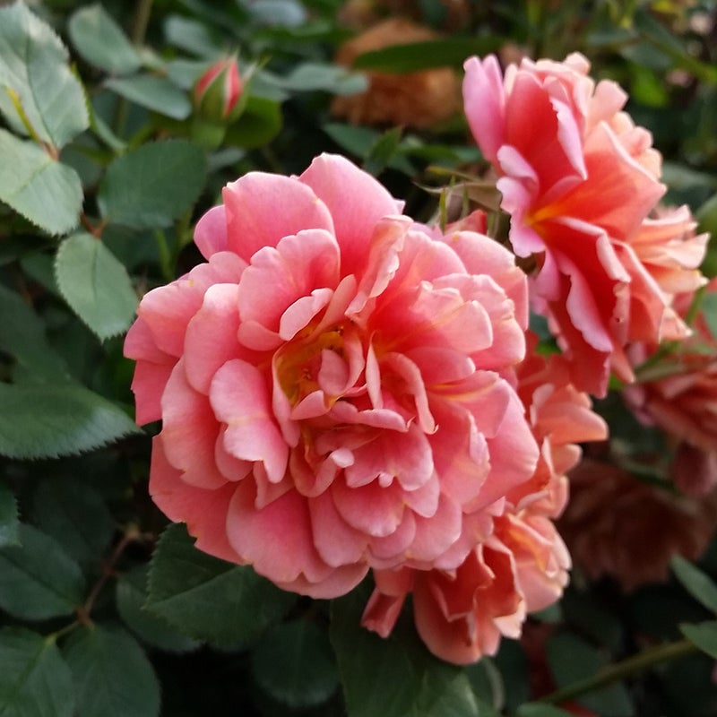 バラ苗アルデバラン