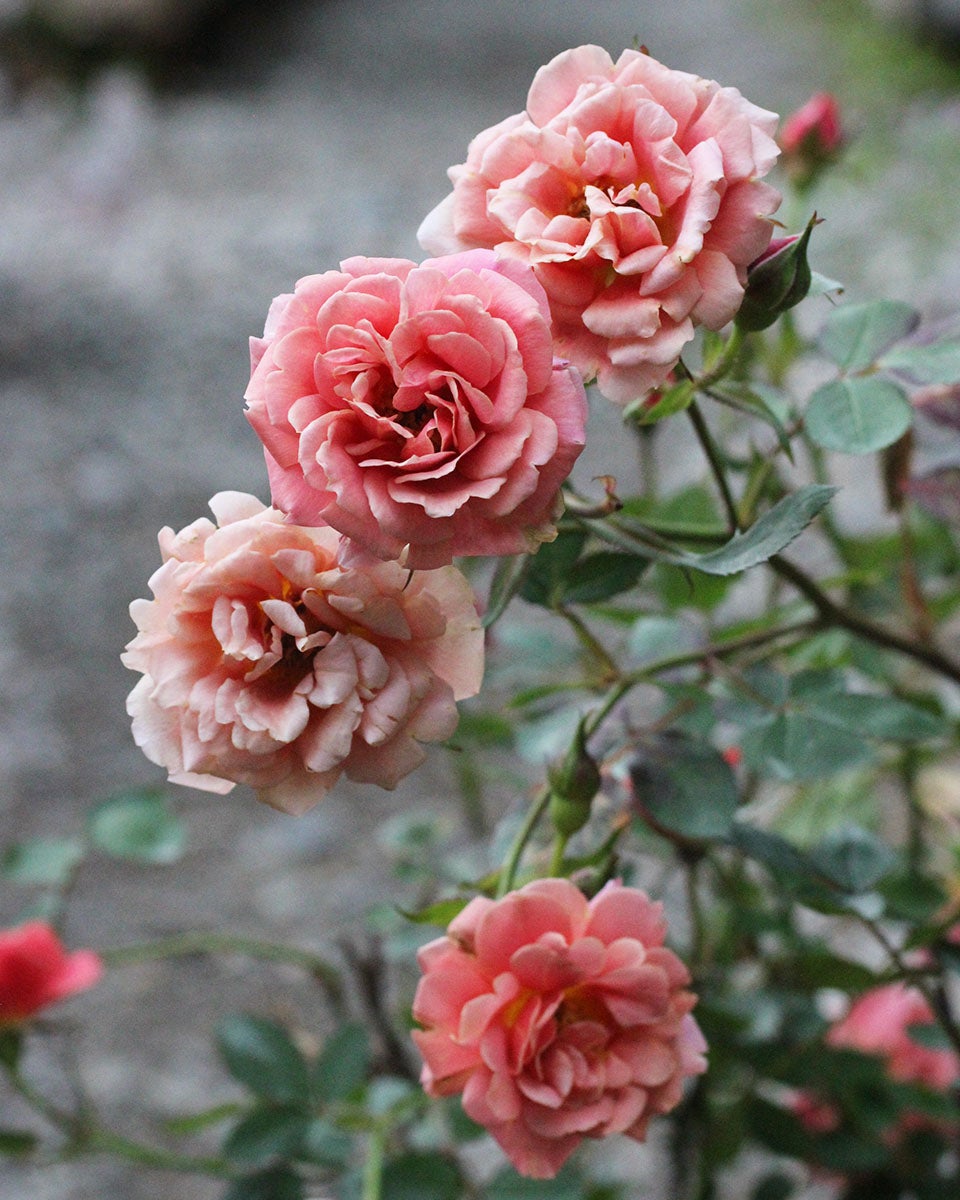 バラ苗アルデバラン