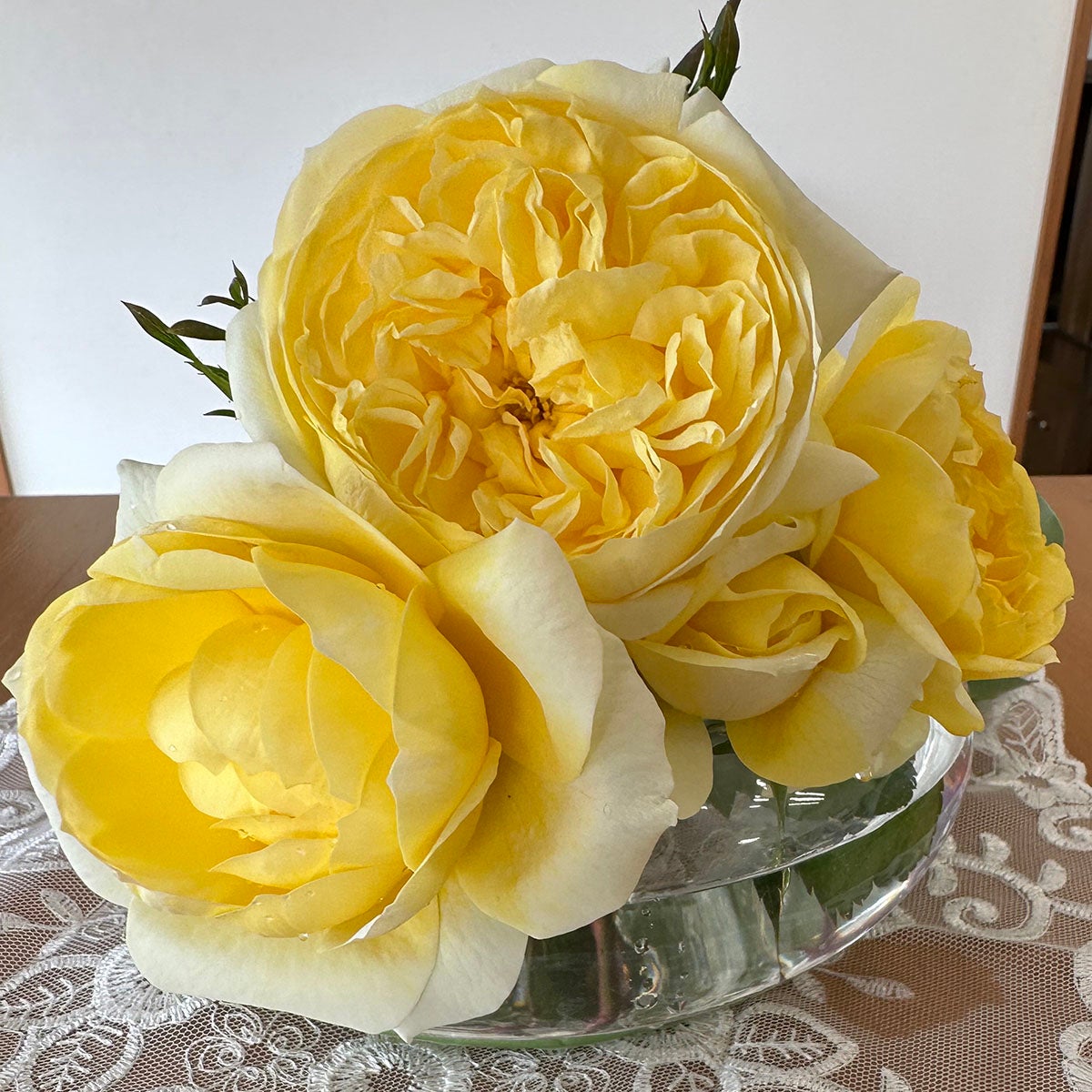 鉢植えにおすすめのバラ | THE ROSE SHOP｜バラ専門店 ザローズ