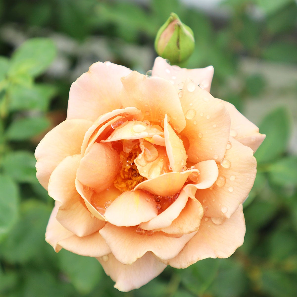 バラ苗ラフィネポルテ